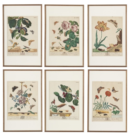 oldpaintings:A group of six handcolored plates of insects and flowers, 1763 by Moses Harris (English