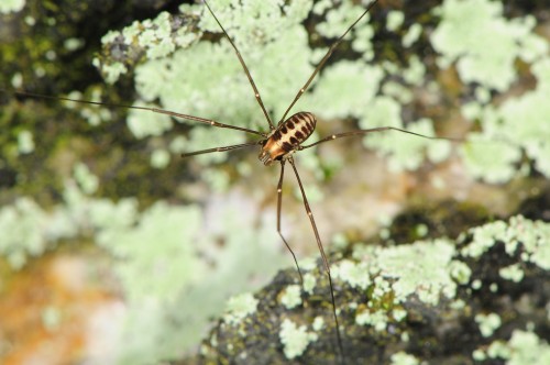 onenicebugperday:Harvestman, Caddo agilis, OpilionesFound primarily in the northeastern United State