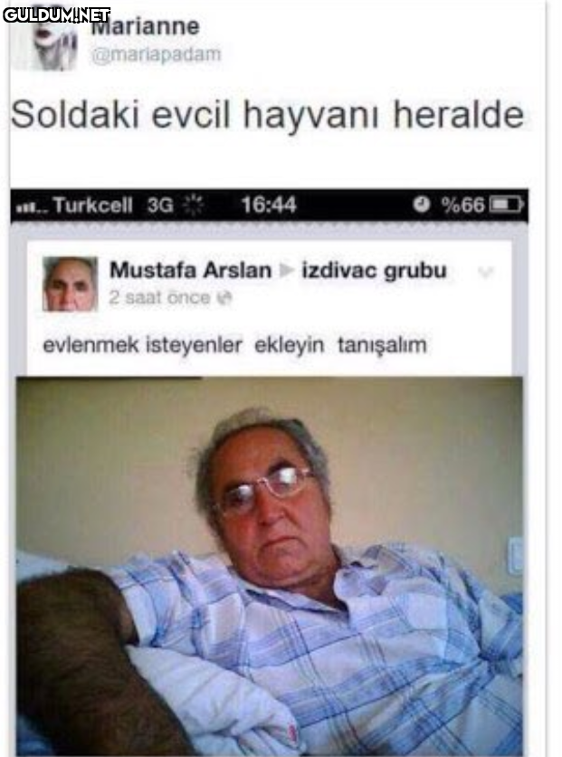 @mariapadam Soldaki evcil...