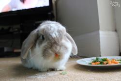 princess-peachie:  Look at the soft bun eating the nummy salad look at it LOOK AT IT