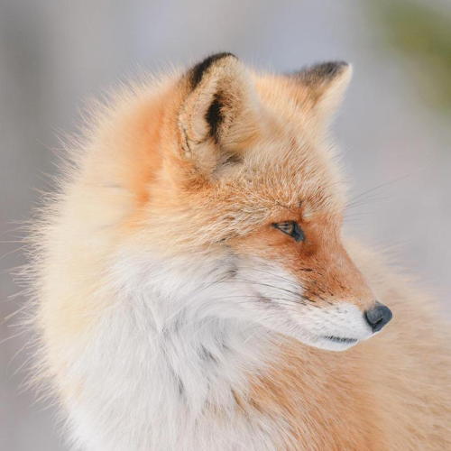 mymodernmet:  7 Incredibly Adorable Animals Unique to Hokkaidō, Japan