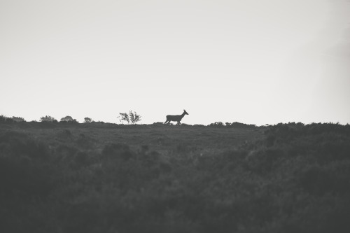 Deer Fuji xt-1 | 56mm