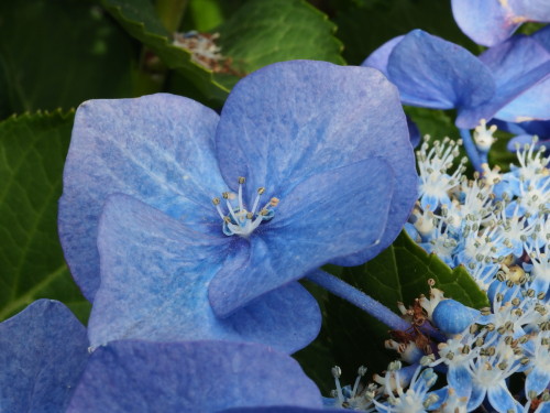 北海道はまだ紫陽花が咲いているのです。(2021/08/01)