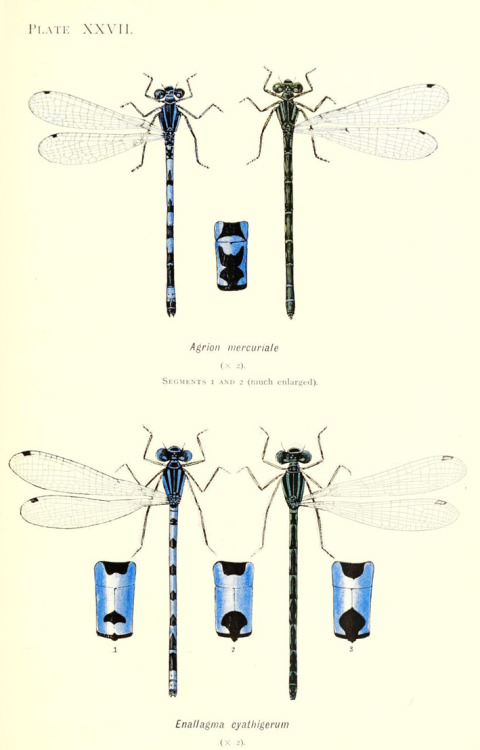 William John Lucas, British dragonflies, 1900. London. Via BHL