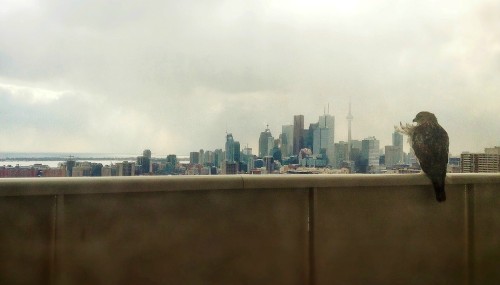 citylandscapes:  Hawk looking over Toronto, ON