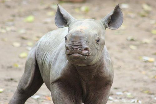 rhamphotheca:Endangered Rhino Born at Berlin ZooOn October 2nd, Zoo Berlin’s Black Rhino (Diceros bi