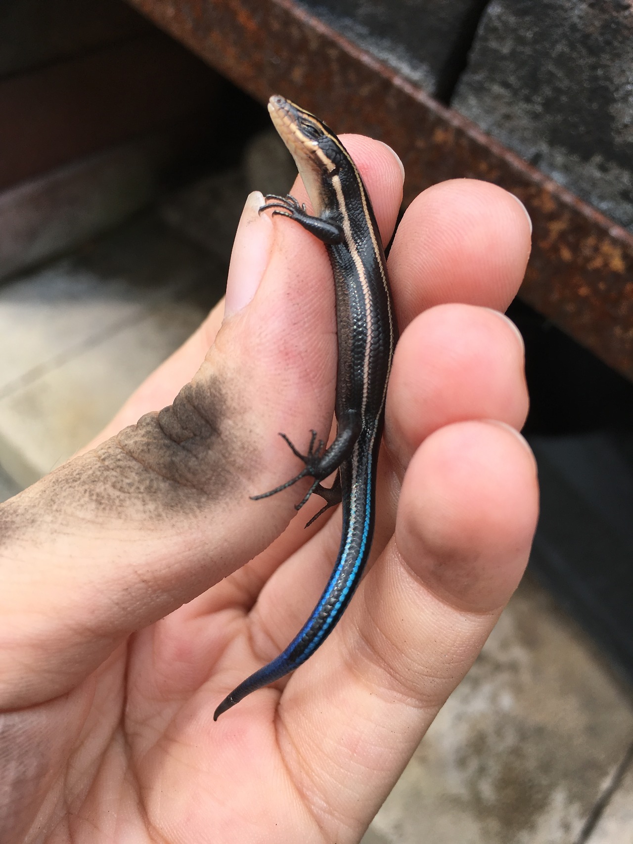 irradiatedsnakes:  i found this tiny beautiful friend WHO TRIED TO EAT ME 