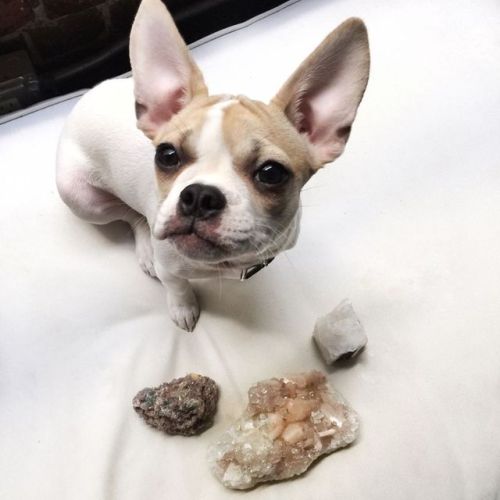 Grab your crystals, it&rsquo;s time to kick off the weekend! Frenchie has big plans with hers #c
