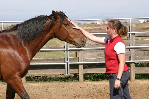 equine-awareness:  Save a Life, Adopt a Mustang!Every year, massive amounts of wild