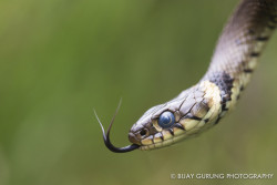 superbnature:  Grass Snake by bijaygrg http://ift.tt/1mG3GTA 