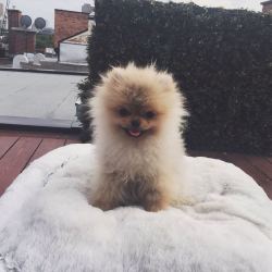 teacupdog:  I’m smiling because it’s