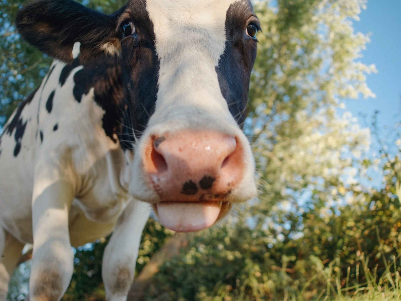 marina-diamandis: klaascows: They’re getting more cheeky every day.  @womanbecomescow