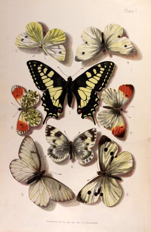 Butterflies - Chromolithographic colour print 1894