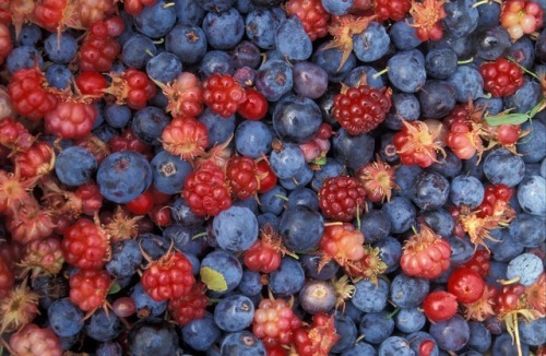 llovinghome:Wild berries