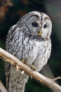ayustar:  Perched gray owl by Tambako the