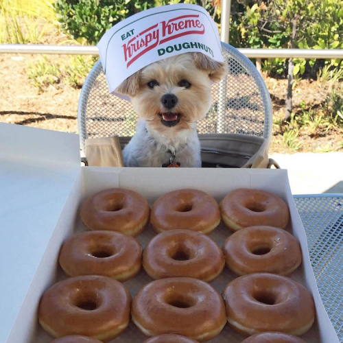 mymodernmet: Starving Stray Dog Is Rescued and Taken to Pet-Friendly Restaurants All Over LA