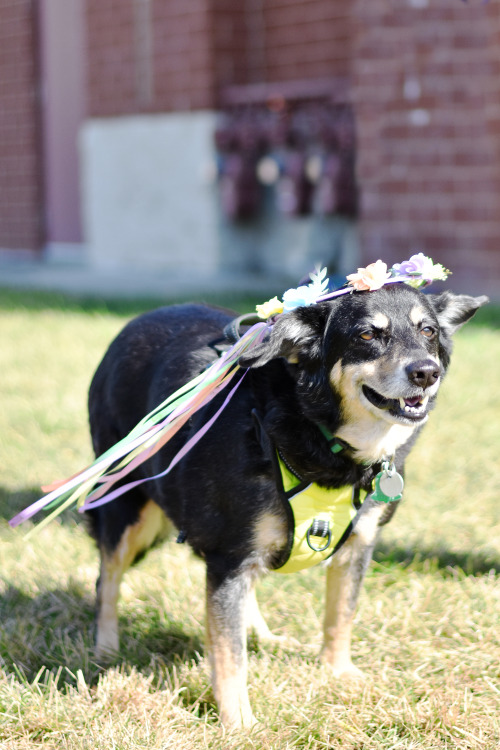  Ash is available for adoption from Henrico Humane Society! 