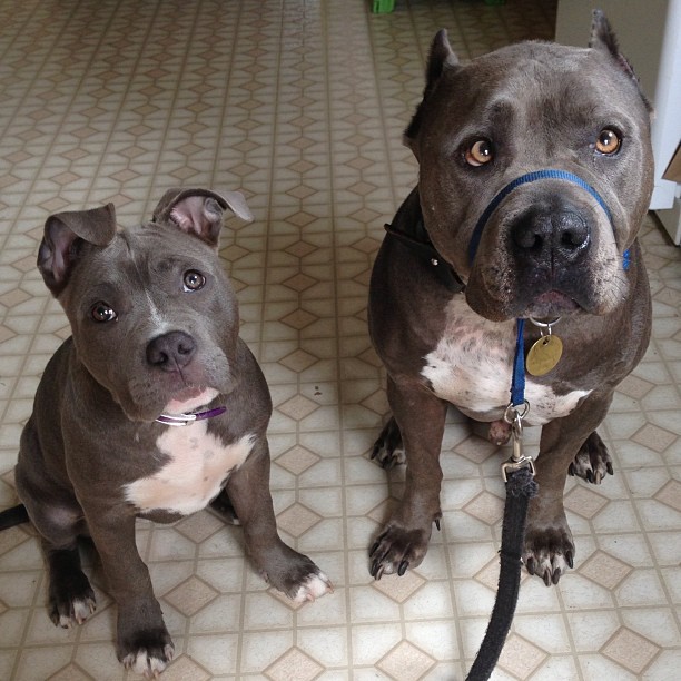 sfdogrescue:  So proud of my Sumo boy! When he first came to me, he couldn’t be
