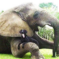 dirtyberd:  justjasper: orphan elephant of the ivory trade Bella &amp; abandoned