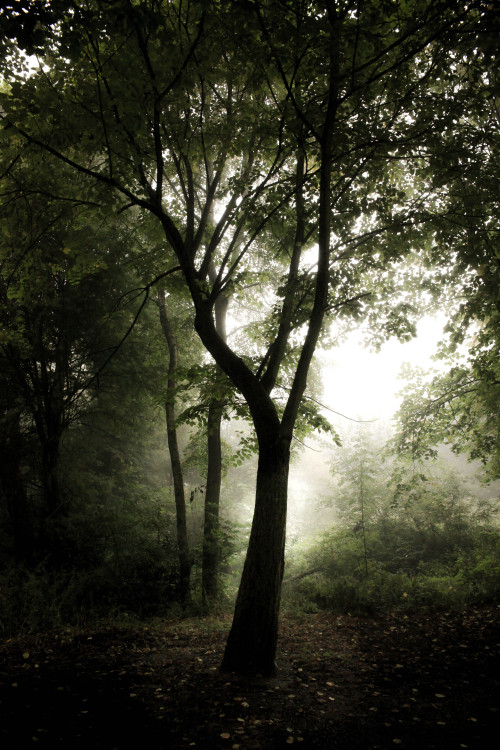 freddie-photography:Forest in Mist No.1 - By Freddie Ardley PhotographyFacebook.com/FreddieArdl