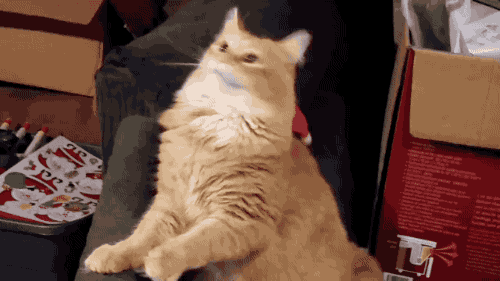 Porn Pics gifsboom:  Orange Tabby Cat Can’t Shake