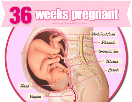 36 weeks pregnant and your baby weighs about 6lbs. By the end of this week, at this point in your pr