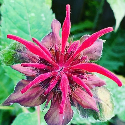 The pinks are coming on in the garden. #monarda #beebalm #hollyhock #petunia(at Kent, Ohio)w