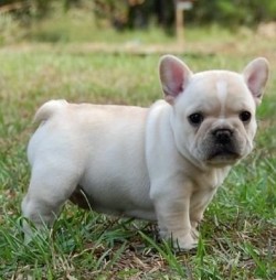 cute-baby-animals:  the FRENCH BULLDOGPLAYFUL,