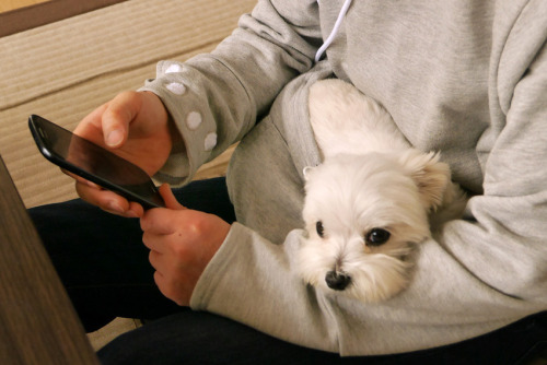 mashable: All owners of small pets should have this hoodie!