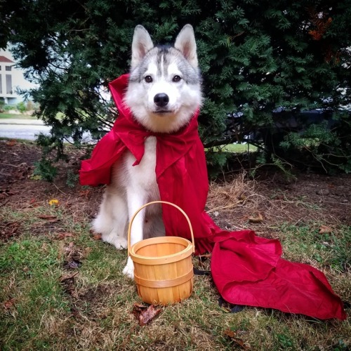 whitefangsandwildhowls: Not a wolf….just a small child on the way to bring goodies to grandma