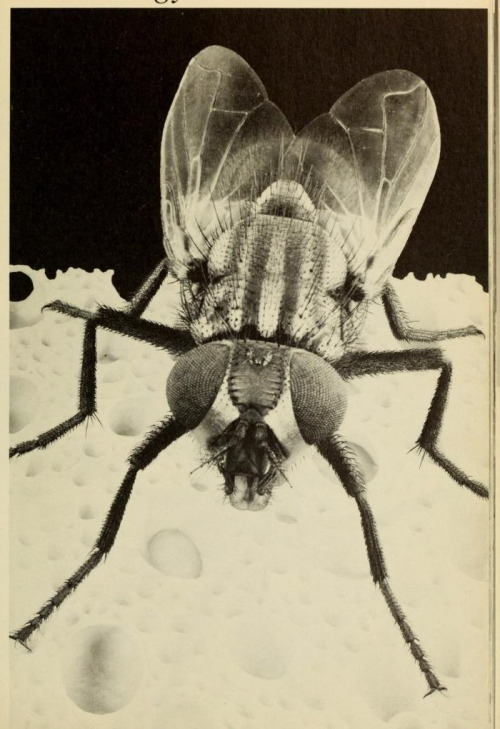 nemfrog:  House fly. The American Museum of Natural History : an introduction. 1972.
