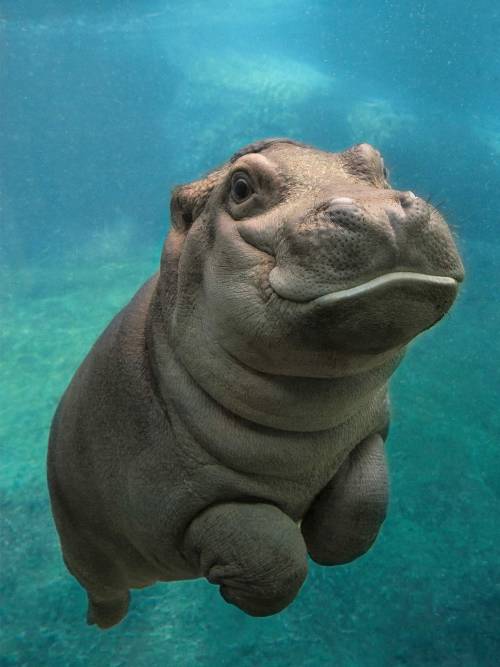 wonderful-earth-story:  Baby Hippo!  Some facts: Female Hippos have a gestation period of 