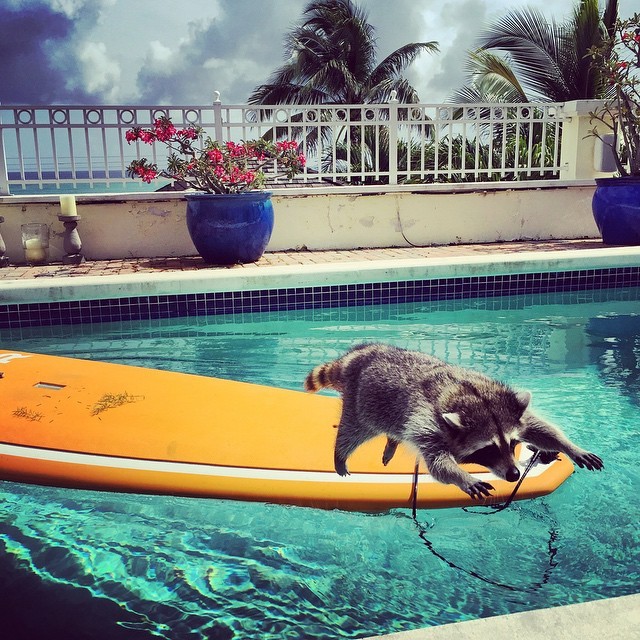 thefingerfuckingfemalefury:  awesome-picz:    Orphaned Raccoon Rescued By Family