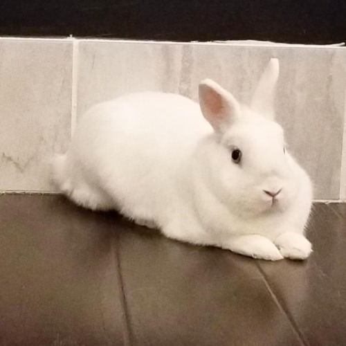 A little fat, a little fluffy, a whole 4 lb of personality and cuteness. #bunniesoftheworld #bunnies