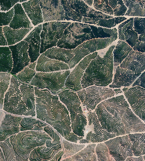 CITRUS TREES COVER LANDSCAPE LIKE FINGERPRINTS, ISLA CRISTINA, SPAIN