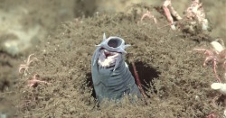 plaguedocboi:We’re gonna talk about hagfish today, since it is Their DayHagfish