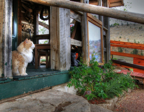 Prince. Gift Shop Cat - Black Hills Horse Sanctuary (via Robin Hao Gonzalez)