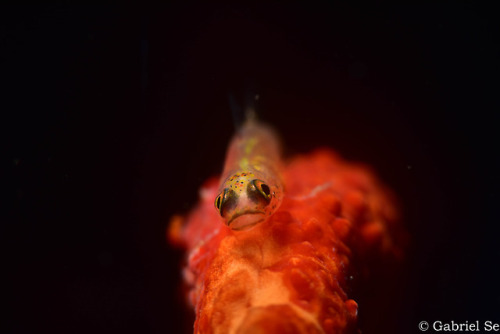 a whip coral goby