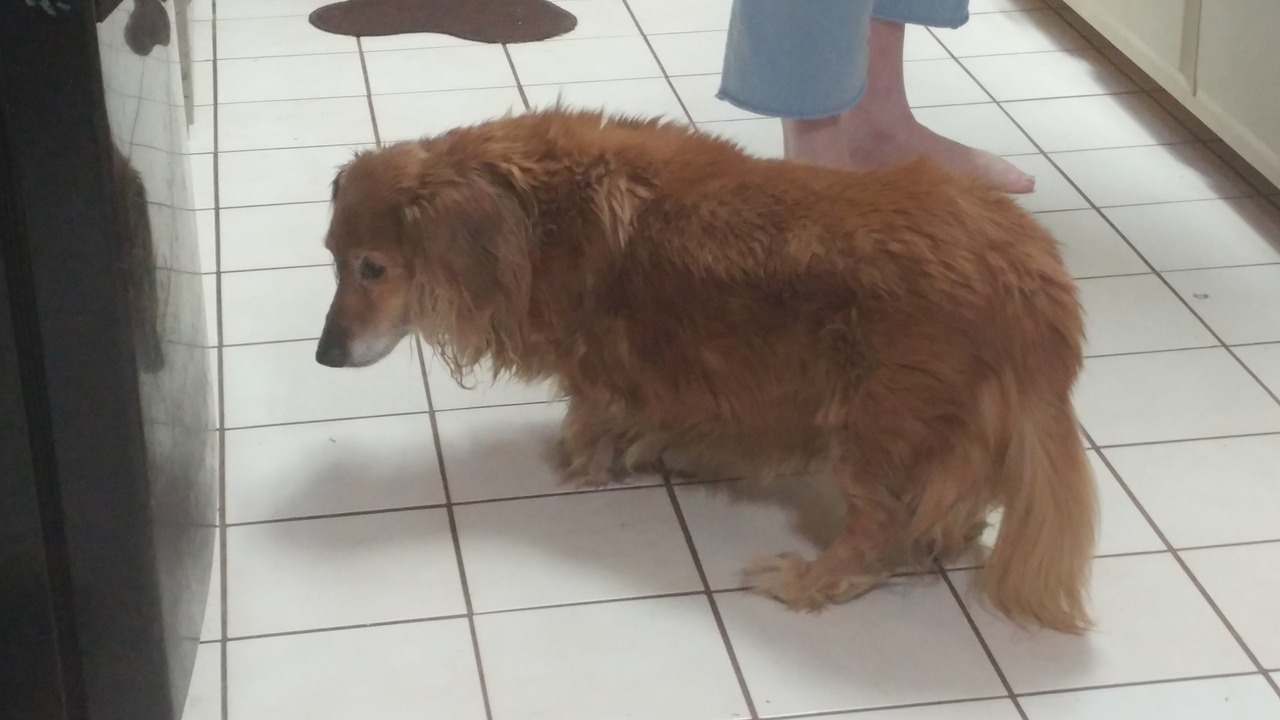 lil-mizz-jay:  Auggie  My big ol fat ol loaf'a bread  🍞 🐕