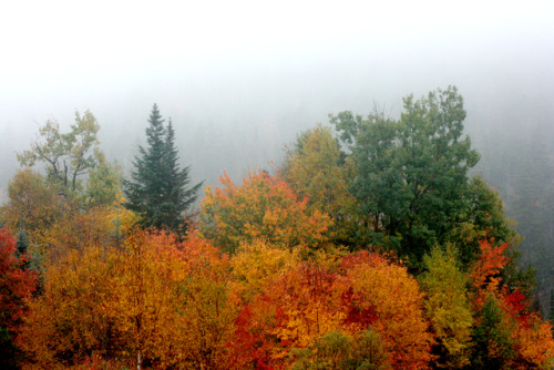 twilightsolo-photography:The Golden Hue of AutumnBeautiful fall trees of all colors from the Kancama