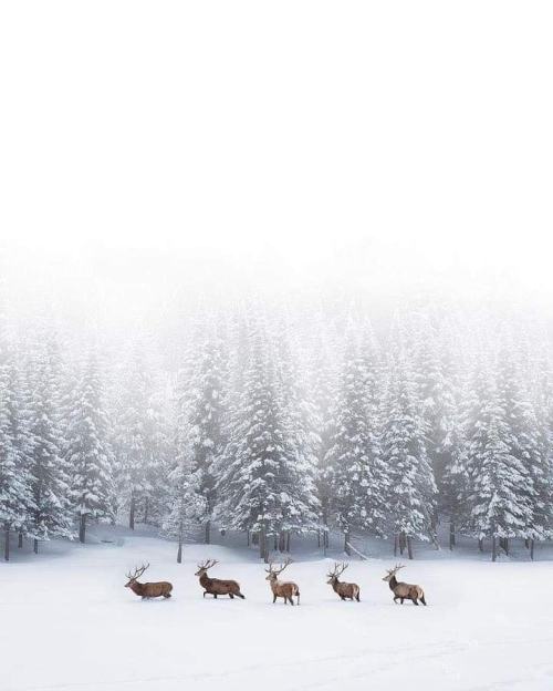 littlepawz:Ethereal beauty of winter in Montebello, Quebec~photography by Alan Poelman~