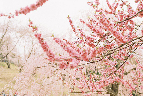 believeinyourchoices:  籠の蛹 on We Heart It - http://weheartit.com/entry/50860393/via/tayrm   Hearted from: http://nunmuri.tumblr.com/post/41805661218