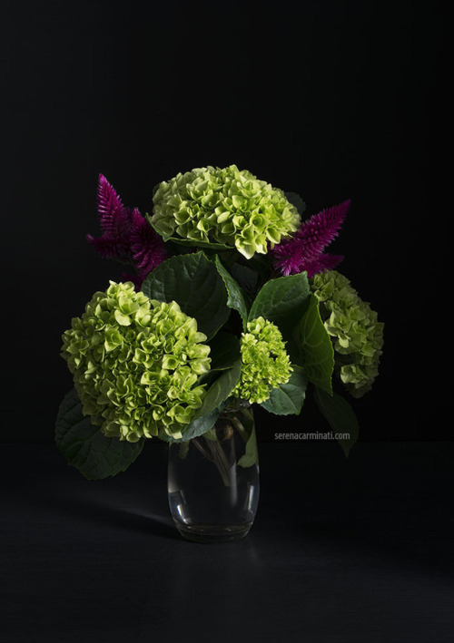 Fuchsia and Green this time! Hydrangea with Celosia Caracas. Continuing my flower studies with a gre