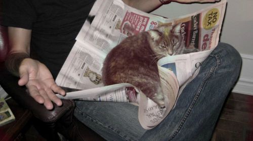 ctron164:  catsbeaversandducks:Cats Who Have No Intention Of Letting You Read Your Book“Spoiler alert: the main character dies. Now gimme some tuna.”(photos via the dodo)LOL elegantpaws babycakesbriauna