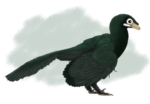 Animal H, Archaeopteryx, by Scott Reid (originally Wellnhoferia, but that might not be a distinct thing from Archaeopteryx). It is a small bipedal dinosaur with a long tail and feathers all over its body except on the tip of its snout. It is black all over. It has a large tail fan, and large wings. It has white patches over its eyes and a beige snout. Claws are coming off its wings and feet, including sickle claws like in raptors.
