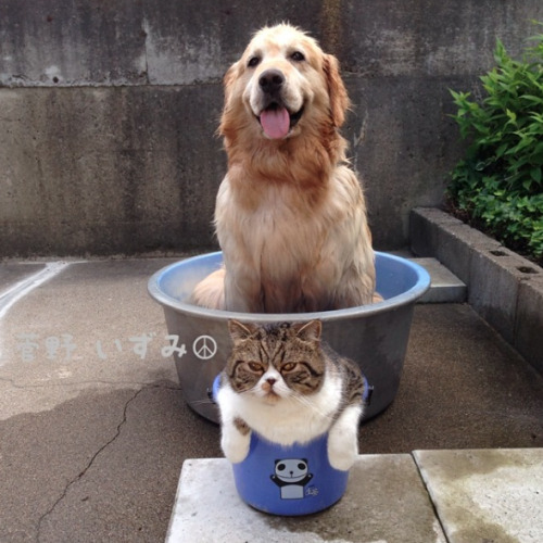 plantbased-princess:catsbeaversandducks:Oliver the Dog and Arashi the Cat: the cutest best friends e