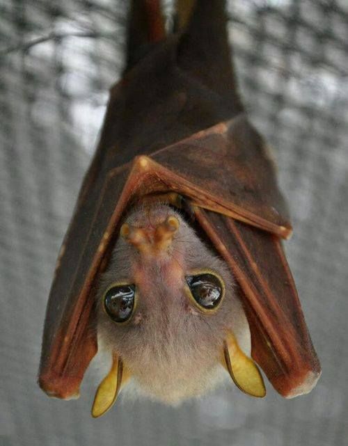 why are bats stigmatized as being creepy?