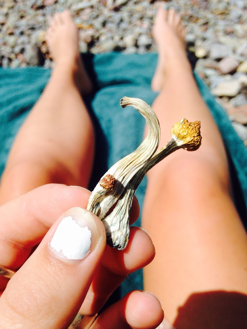 taytaylooo:  shroomies &amp; sunshine &amp; bliss 