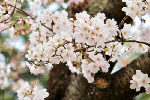 八分咲。平日に満開を迎えるかな#愛媛 #松山 #道後 #道後公園 #桜 #蕾 #ehime #matsuyama #dogo #dogopark #cherryblossom #cherrybuds 