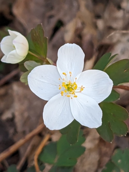 False Rue Anemone